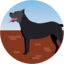 greyhoundlivestream.com